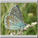 Polyommatus icarus - Hauhechelblaeuling m04.jpg